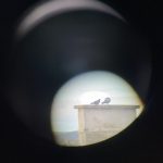 two pigeons on a rooftop