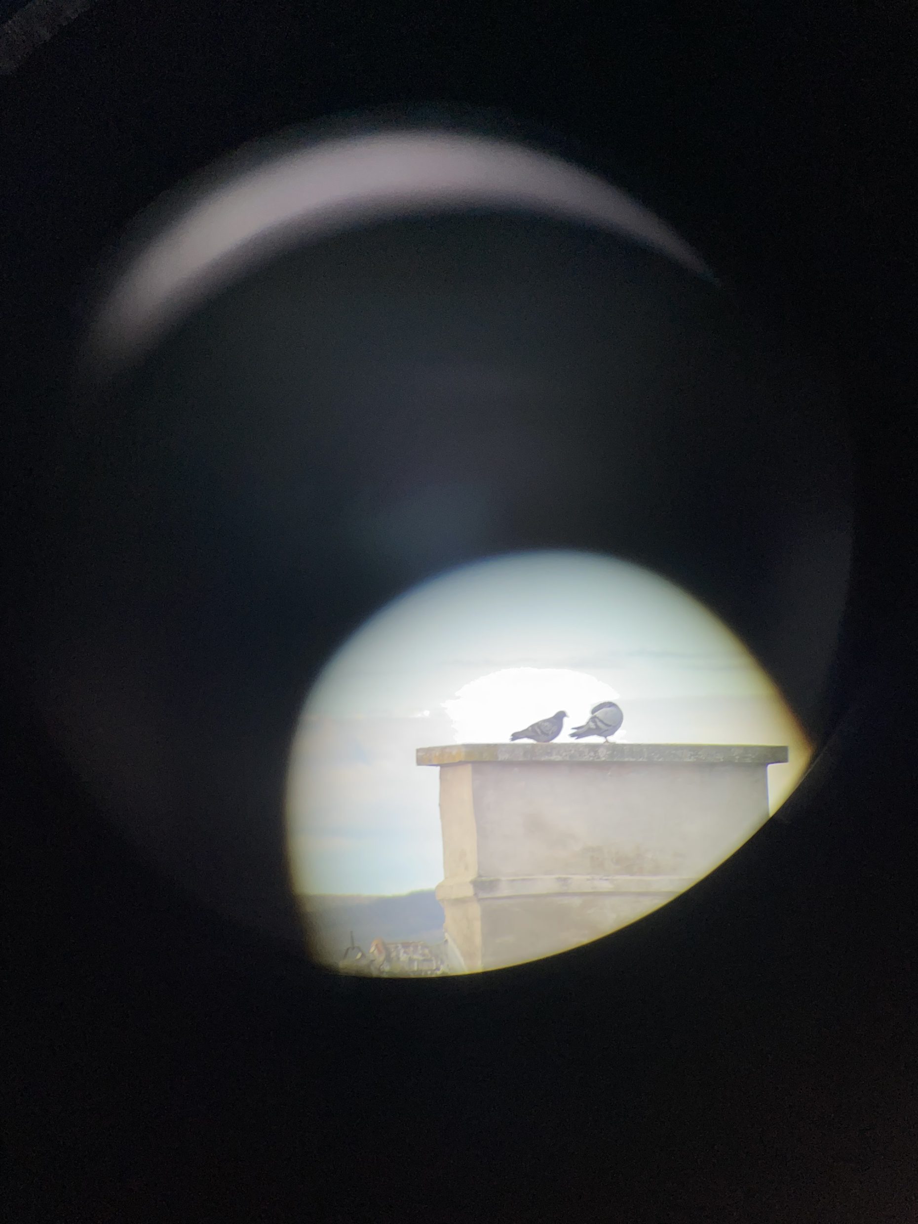 two pigeons on a rooftop